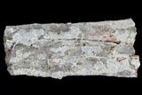 Devonian Petrified Wood (Callixylon) Section - Oldest True Wood #91793-1
